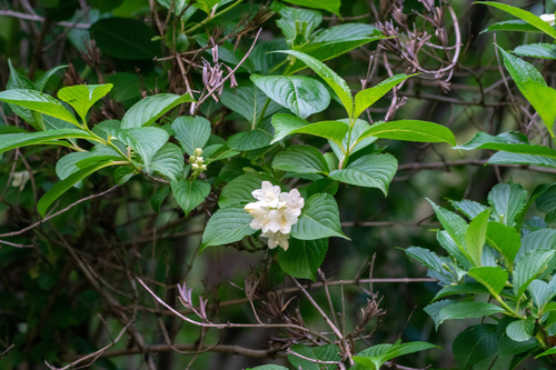 Image of Weigela coraeensis by (c) WATANABE Hitoshi 渡辺仁, some rights reserved (CC BY)