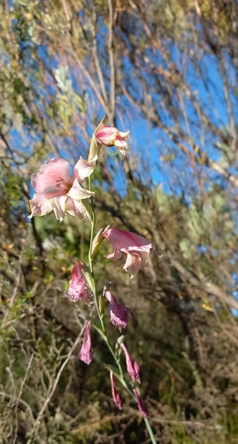 Image of Gladiolus guthriei by (c) Ian Webb, some rights reserved (CC BY)