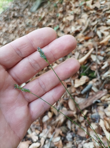 Sesleria albicans, photograph 5