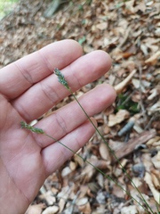 Sesleria albicans, photograph (c) Patrick Schwager, some rights reserved (CC BY)