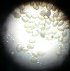 Helleborus cyclophyllus