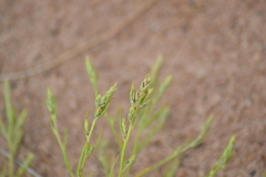 Corispermum villosum