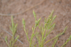 Corispermum villosum