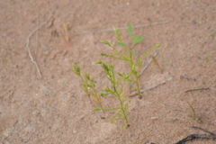 Corispermum villosum