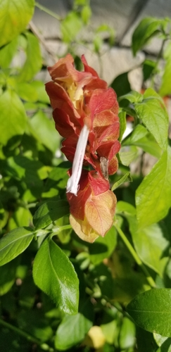 Shrimp plant