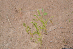 Corispermum villosum