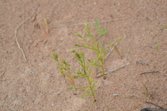 Corispermum villosum