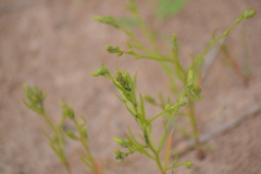 Corispermum villosum