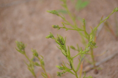 Corispermum villosum