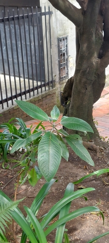 Fuchsia boliviana