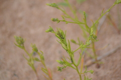 Corispermum villosum