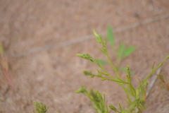 Corispermum villosum