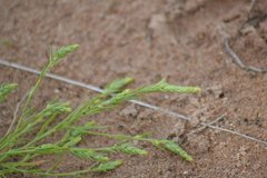 Corispermum villosum