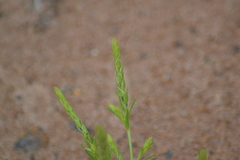 Corispermum villosum
