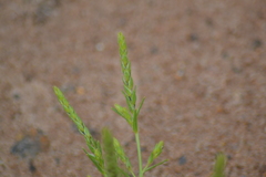 Corispermum villosum