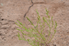 Corispermum villosum