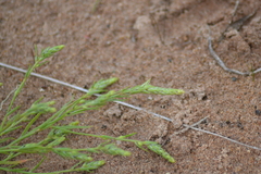 Corispermum villosum