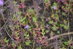 Hypericum boreale