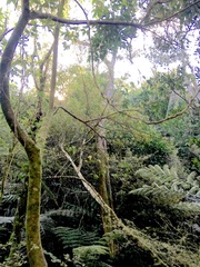 Parsonsia heterophylla