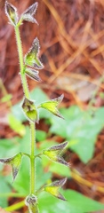 Salvia vitifolia