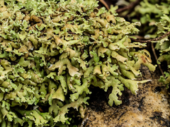 Cladonia robbinsii