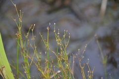 Juncus alpinoarticulatus