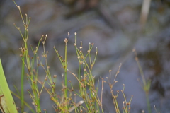 Juncus alpinoarticulatus