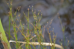 Juncus alpinoarticulatus