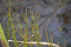 Juncus alpinoarticulatus