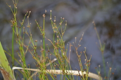 Juncus alpinoarticulatus