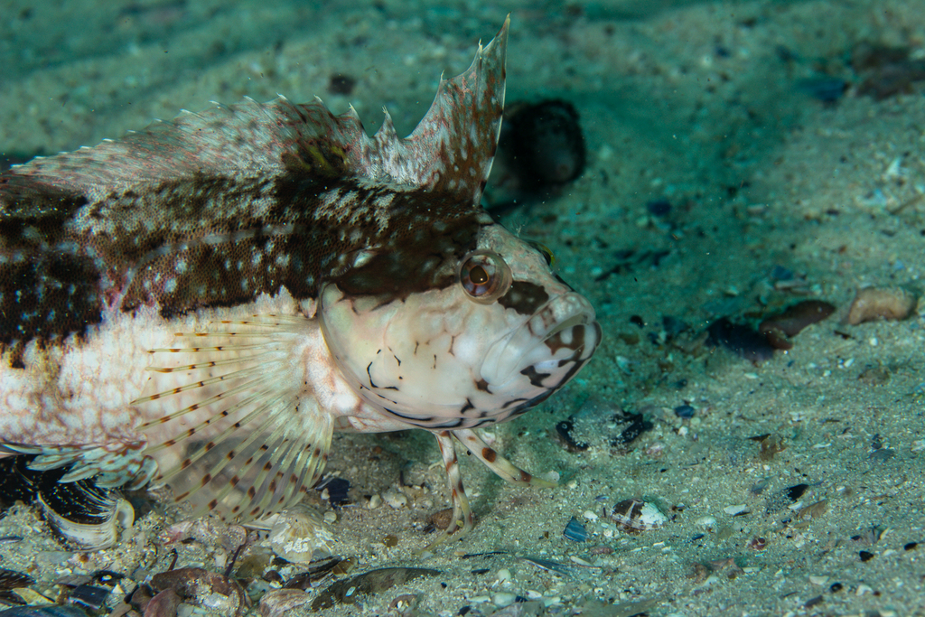Mosaic Klipfish