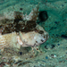 Mosaic Klipfish - Photo (c) carel van der Colff, some rights reserved (CC BY-NC), uploaded by carel van der Colff