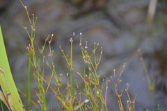 Juncus alpinoarticulatus