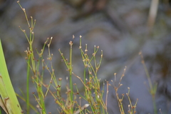 Juncus alpinoarticulatus