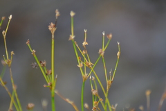 Juncus alpinoarticulatus