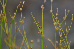 Juncus alpinoarticulatus