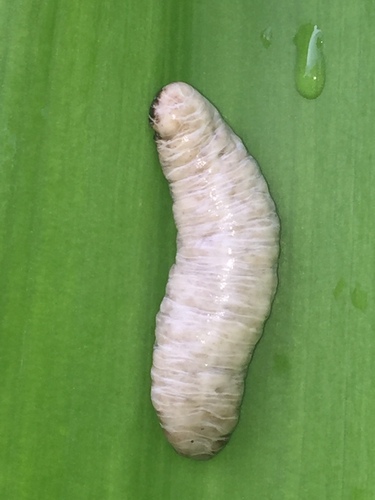 Harold Dundee's Leatherback Slug
