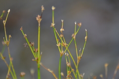 Juncus alpinoarticulatus