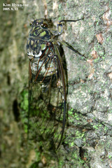 Hyalessa maculaticollis