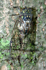 Hyalessa maculaticollis