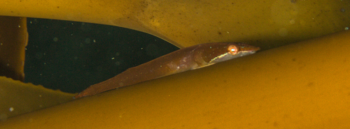Kelp holdfast klipfish (Eckloniaichthys scylliorhiniceps) — Gobiesocidae — 2