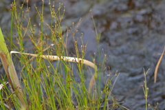 Juncus alpinoarticulatus