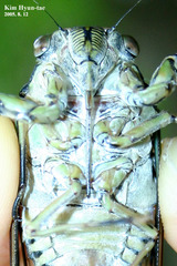 Hyalessa maculaticollis