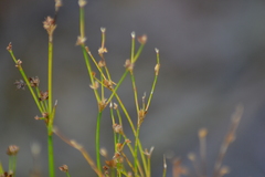 Juncus alpinoarticulatus