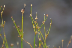 Juncus alpinoarticulatus