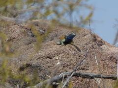 Sceloporus torquatus