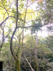 Parsonsia heterophylla