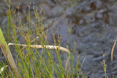Juncus alpinoarticulatus