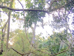 Parsonsia heterophylla