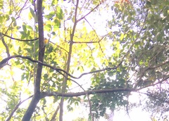 Parsonsia heterophylla